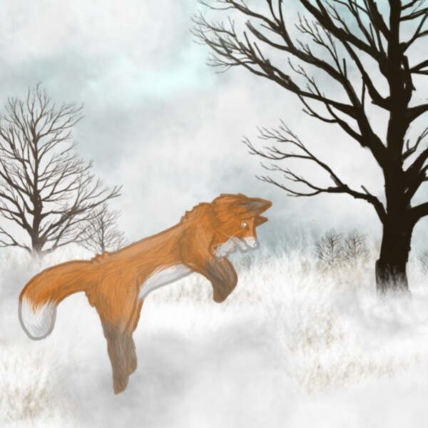 狐狸在雪地里跳
