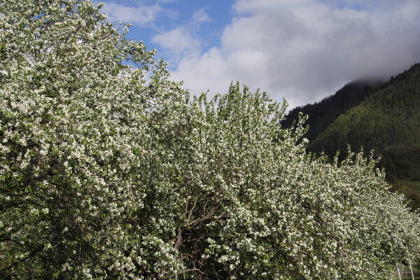 白色花树