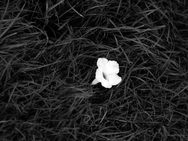 野草中的一朵白花