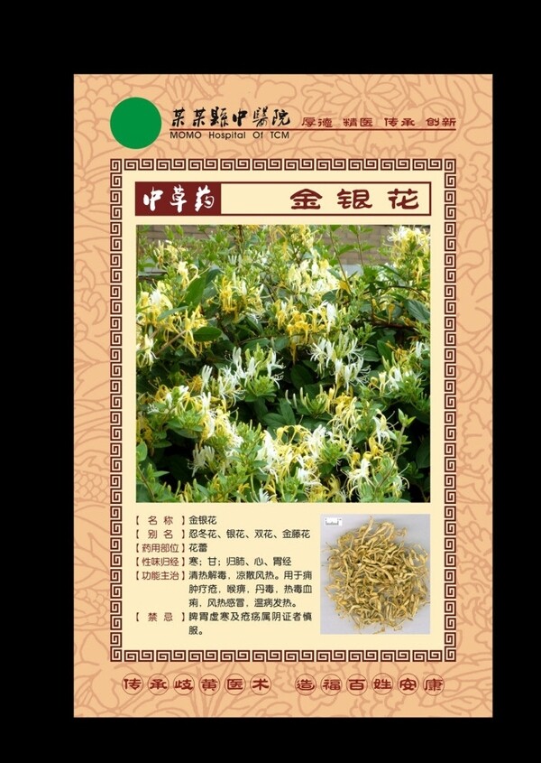 中草药金银花图片