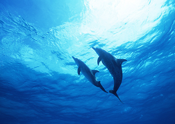 海底里的海豚图片