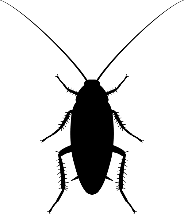 昆虫系列蟑螂剪影