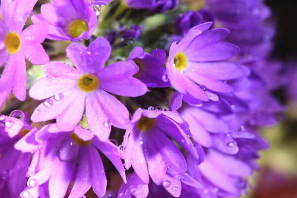 紫色鲜花上的露珠