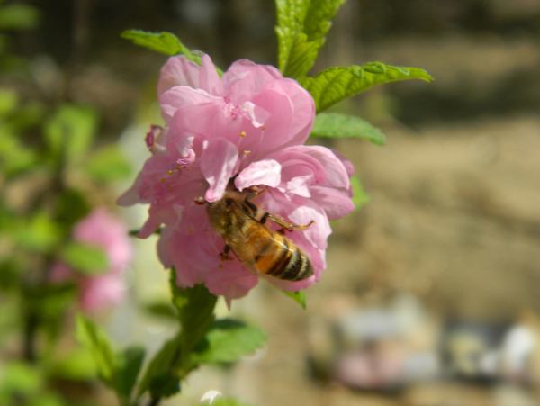 蜜蜂花采蜜图片