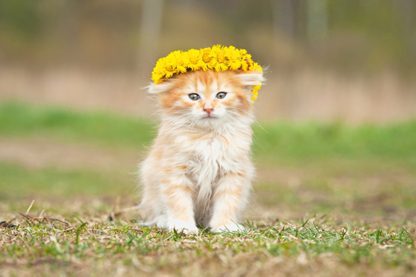戴黄色花环的小猫