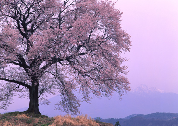 桃树桃花图片