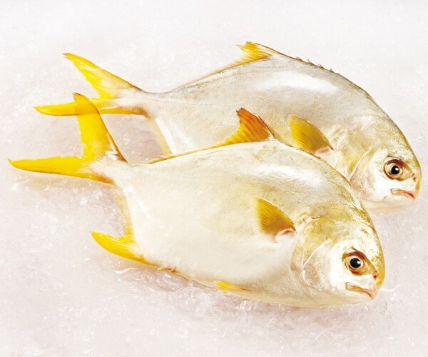 金鲳鱼图片