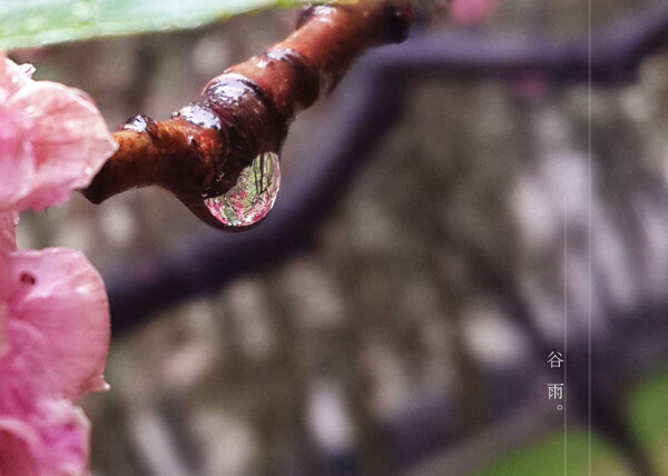 谷雨图片