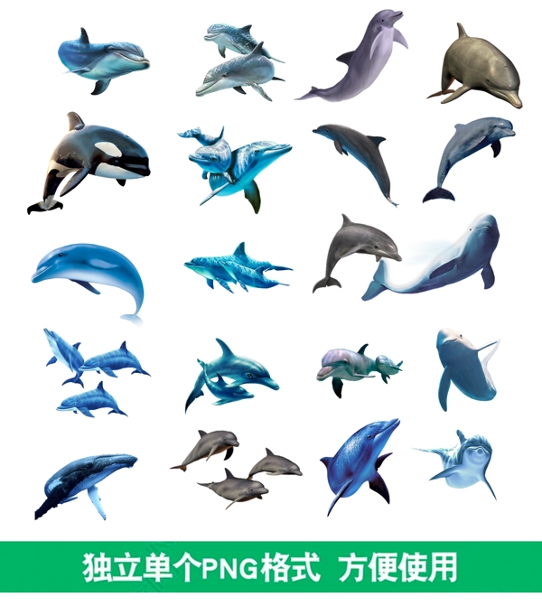 鲸鱼海豚分层