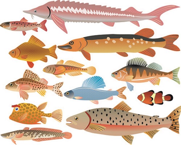 海洋生物鱼类矢量图
