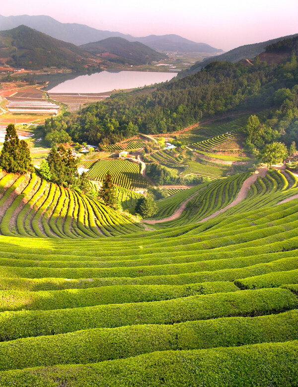 茶园风景图片