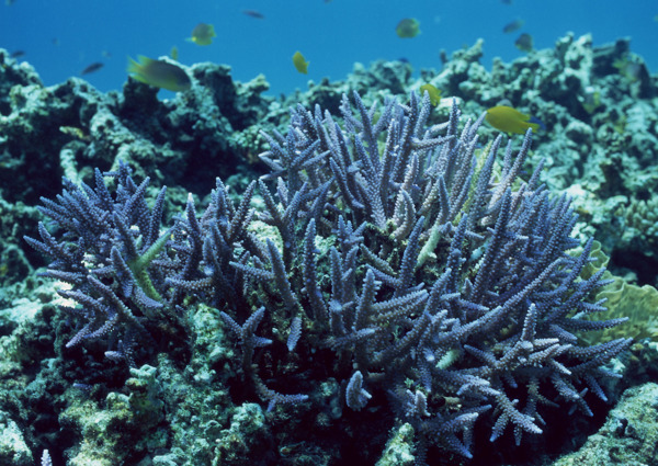 海洋生物