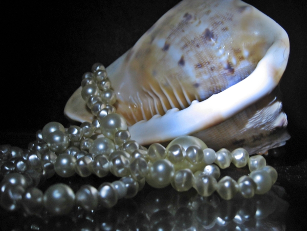 珍珠首饰海螺艺术摄影图片