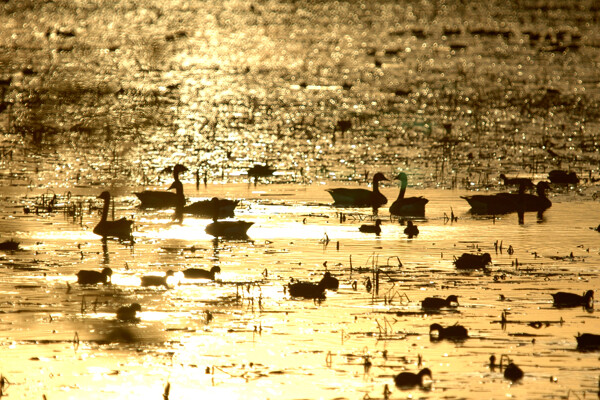 夕阳湖畔天鹅剪影摄影图片