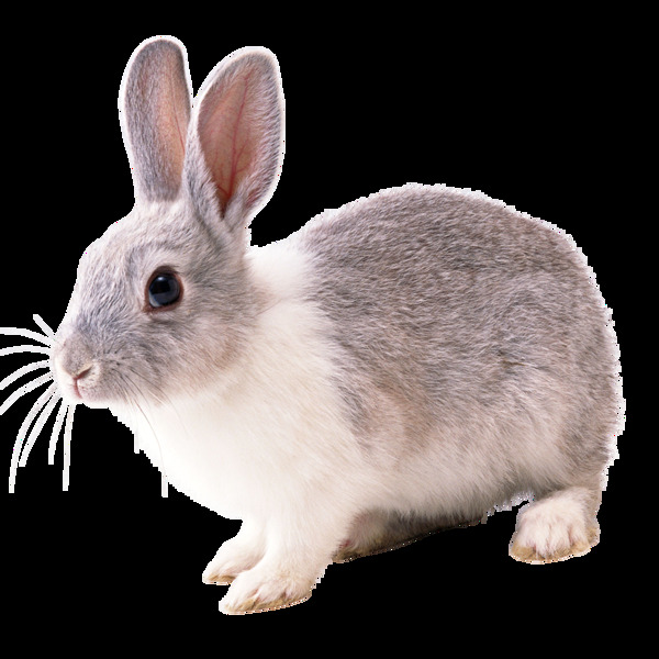 高清可爱兔兔静态素材