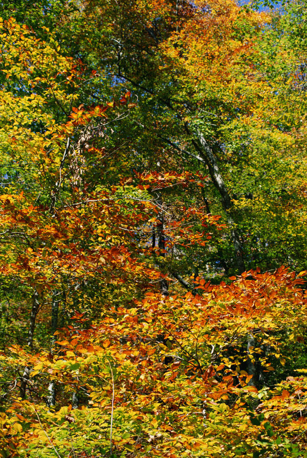 秋天树叶风景图片