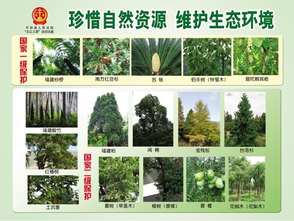 福建省国家保护植物图片