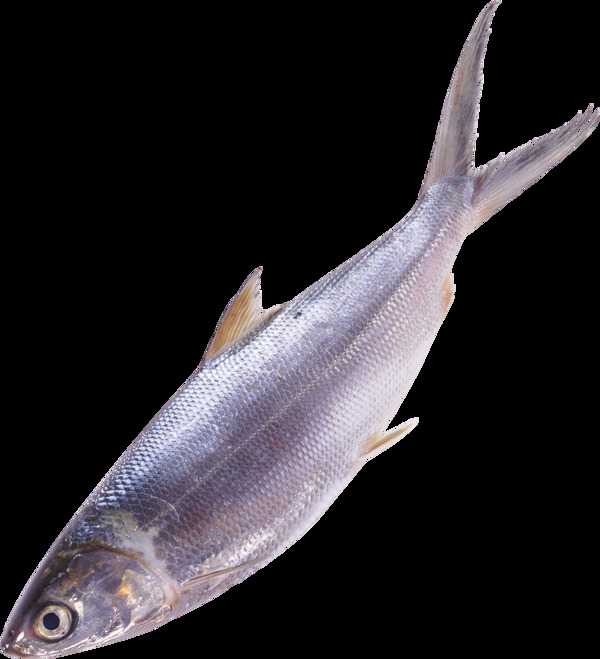 海洋鱼类图片免抠png透明图层素材