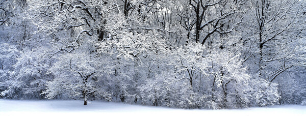美丽雪树图片