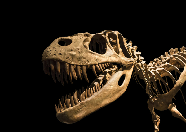 霸王龙骨骼化石图片