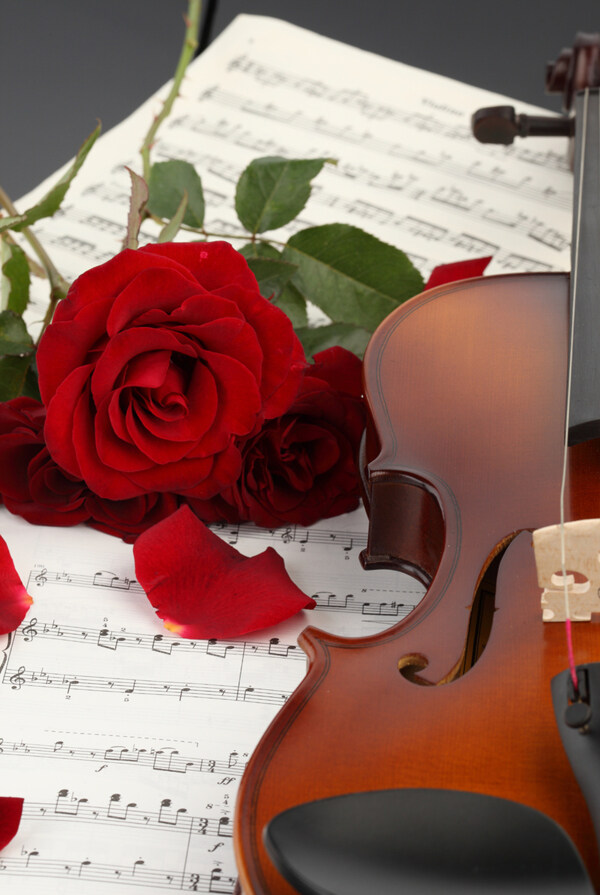 小提琴与火红玫瑰图片素材