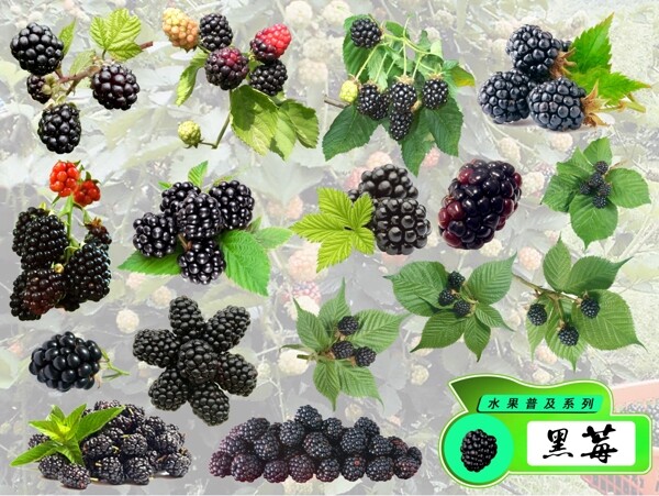 psd水果普及系列之黑莓