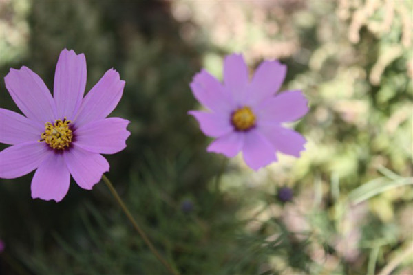 格桑花花