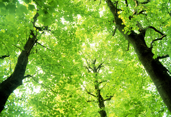 树林绿色图片