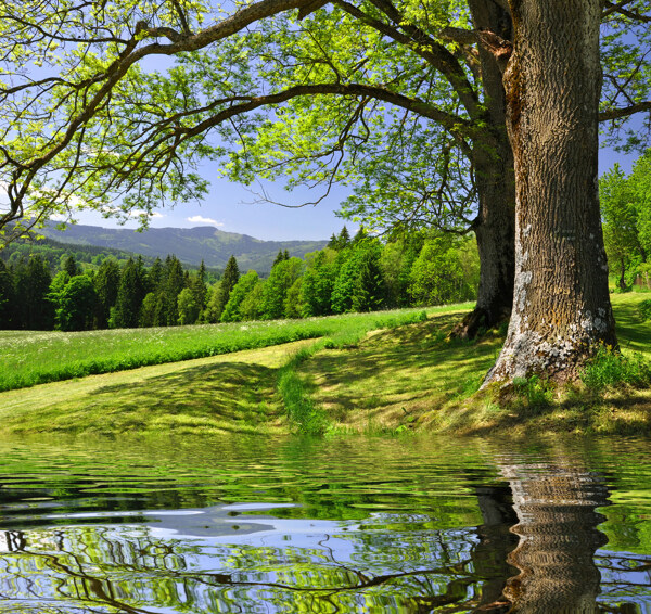 湖泊树木风景图片
