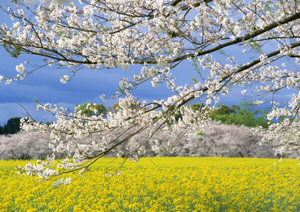 樱花与菜花田