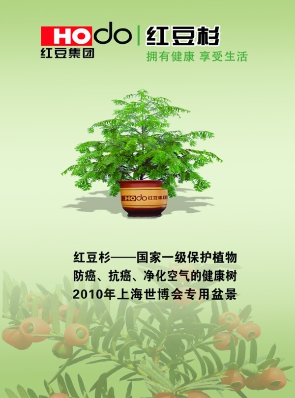 红豆杉图片