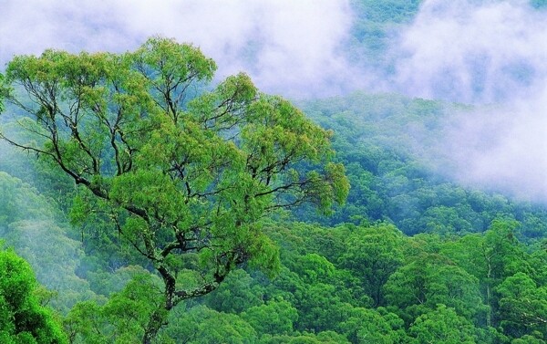 青山绿树图片