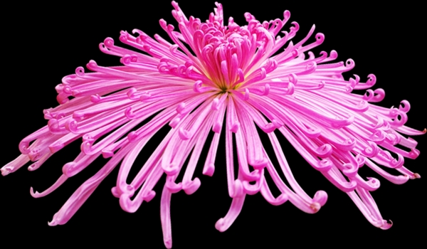 现实的粉红色的菊花PSD图