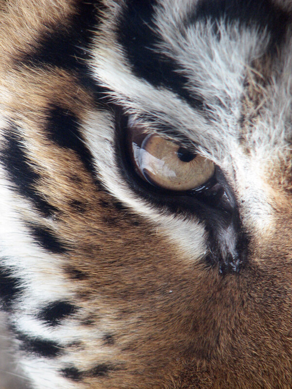 老虎眼睛图片