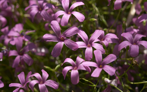 五瓣小紫花