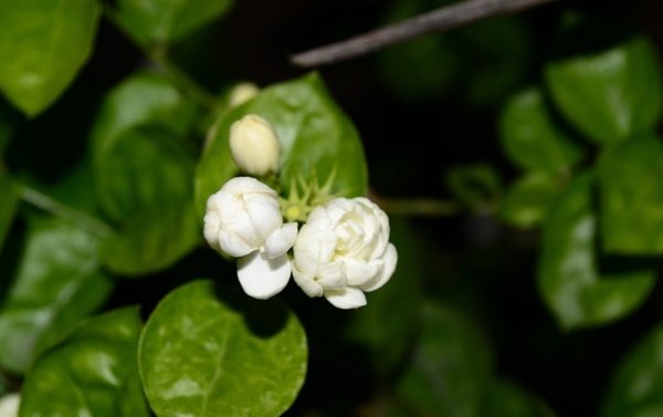 茉莉花图片