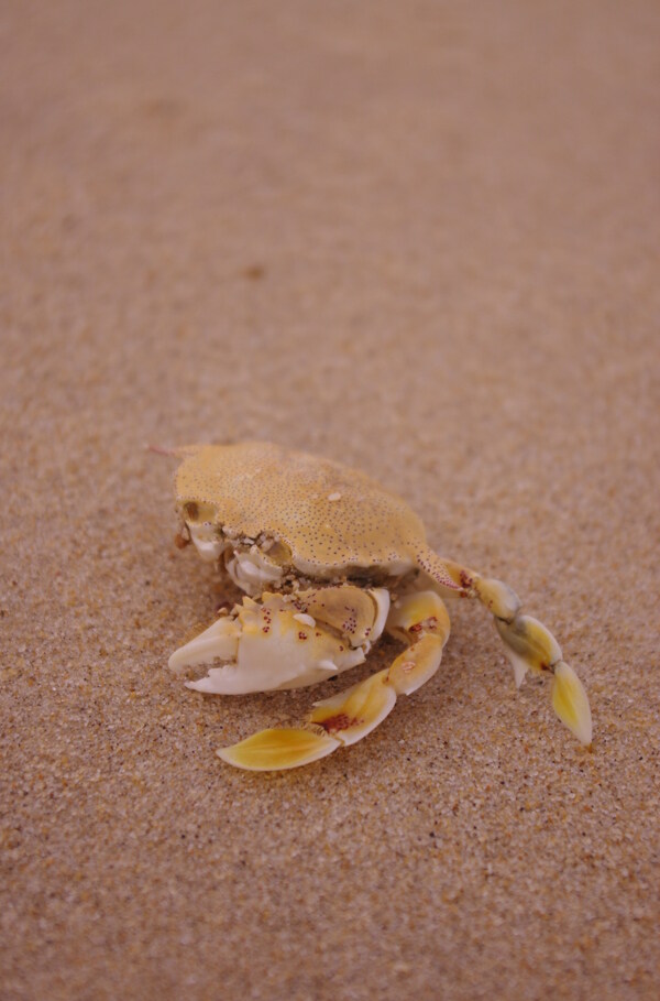 海滩已离去的空壳蟹图片