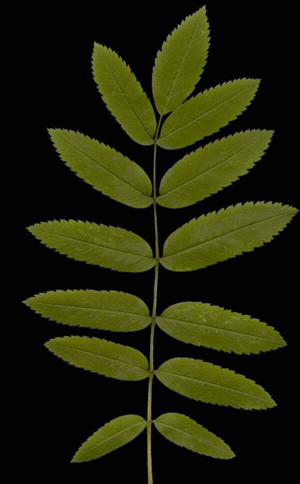 Xfrog系列植物183ds格式带贴图2
