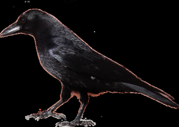 站立的黑色乌鸦图片免抠png透明图层素材