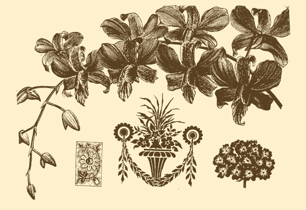 植物装饰画图片