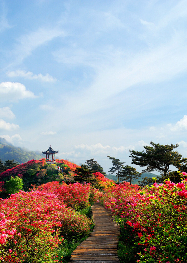 杜鹃花图片