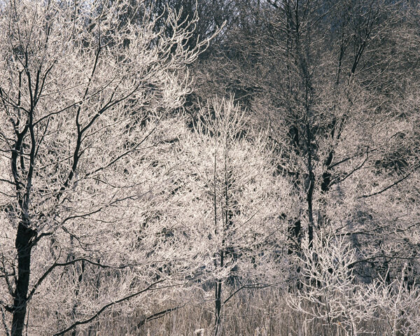 苍茫的雪松