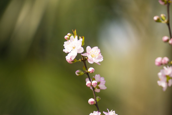春天粉色花朵摄影
