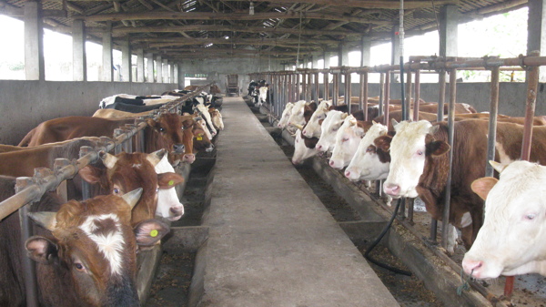 牛肉养殖场图片