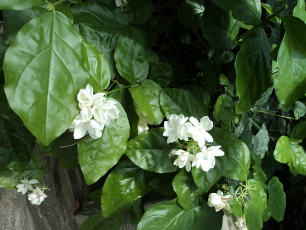 茉莉花香图片