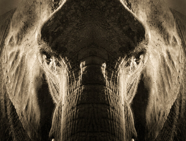 大象鼻子摄影图片