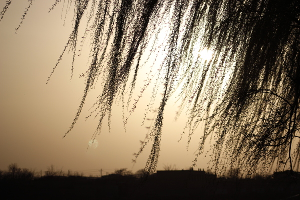 夕阳柳树图片