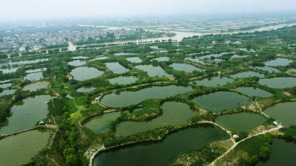 菱湖桑基鱼塘图片