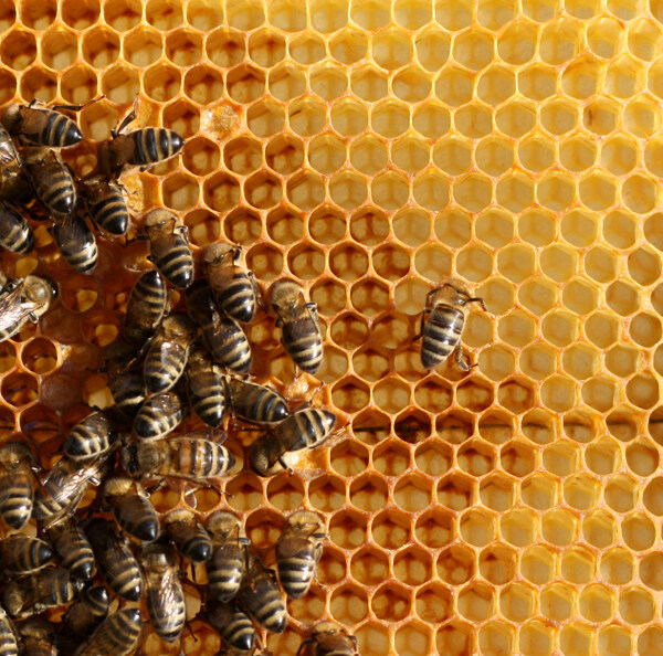 蜂窝上的蜜蜂图片