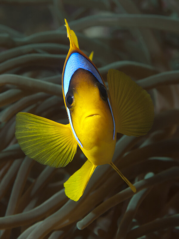 海洋黄色的鱼儿图片